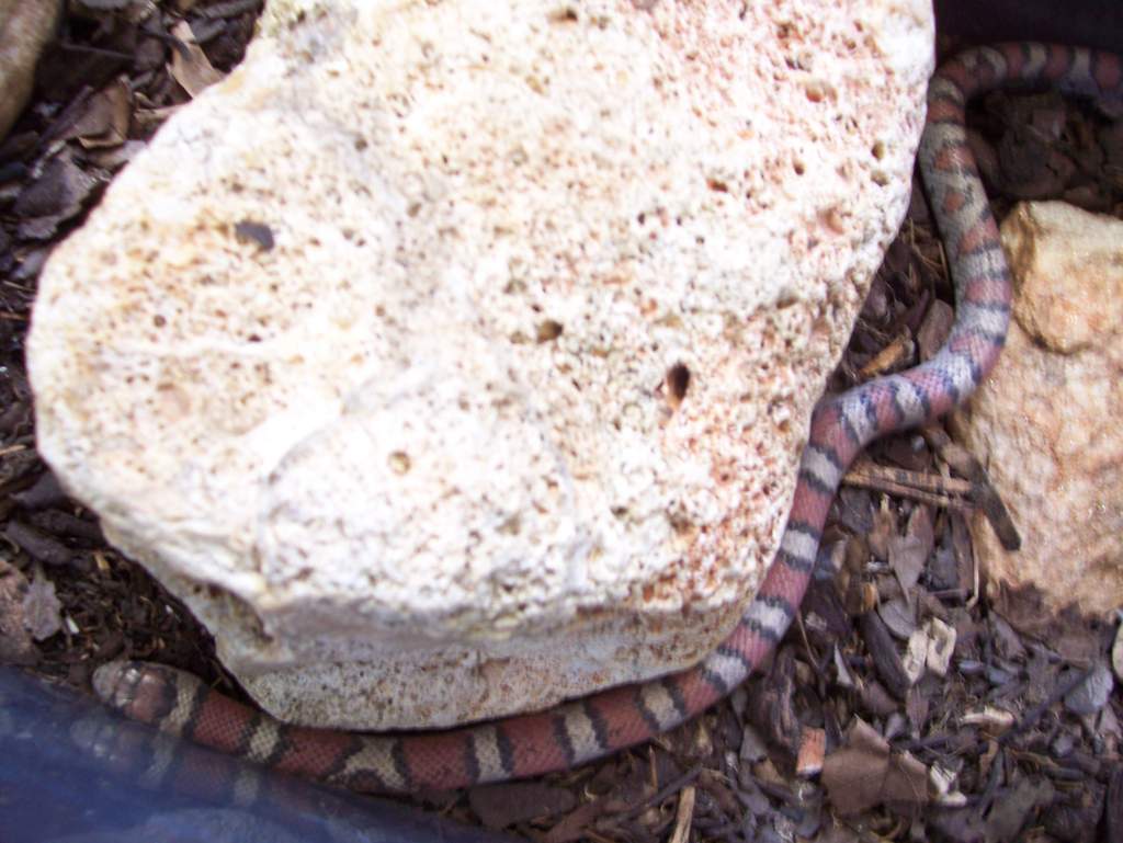 Red Milk snake being "opaque"