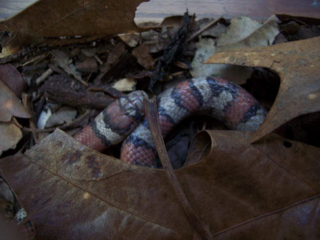 Red Milk snake being "opaque"