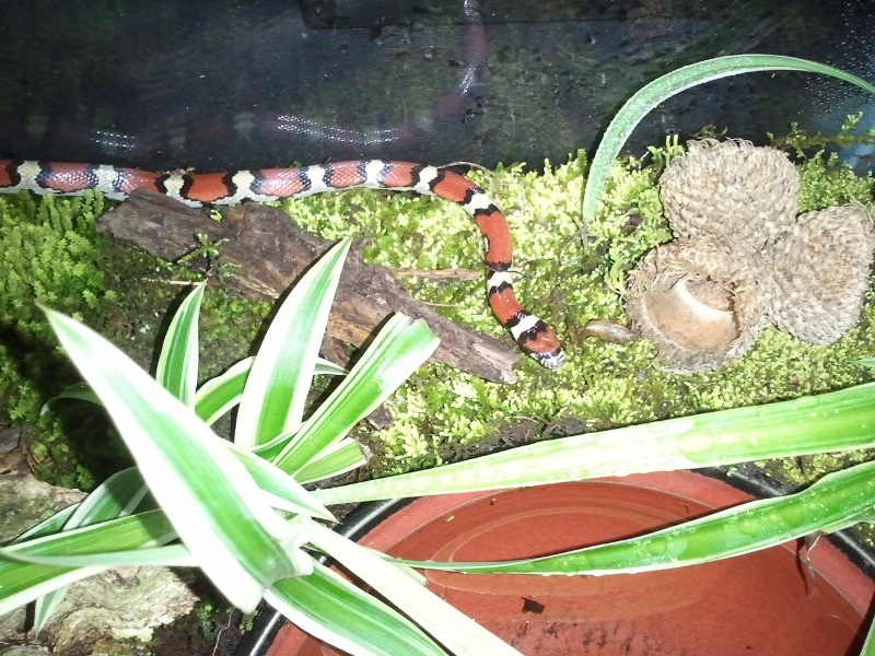 Red Milk Snake, Deena

First day back in room temperature after a winter cool-down.