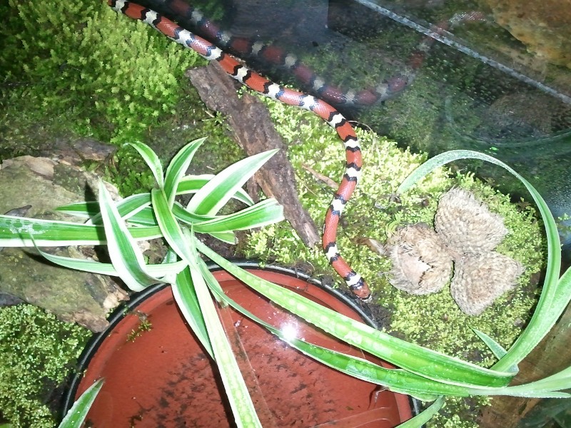 Red Milk Snake, Deena

First day back in room temperature after a winter cool-down.