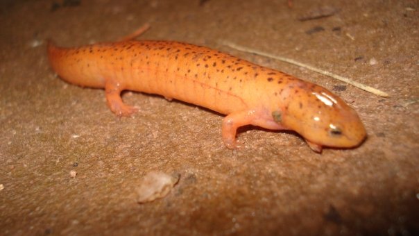 Red Salamander- PA