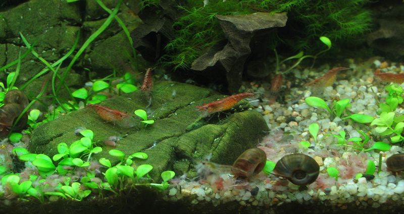 Red shrimps