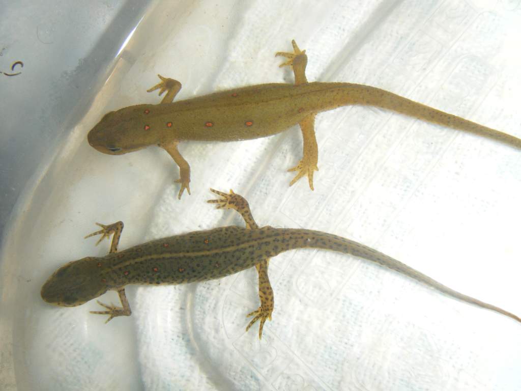 Red spot newts