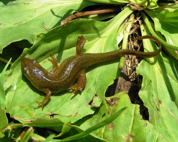 Red-spotted Newt (Notophthalmus viridescens viridescens)