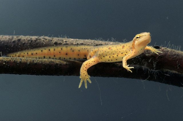 Red Spotted Newt