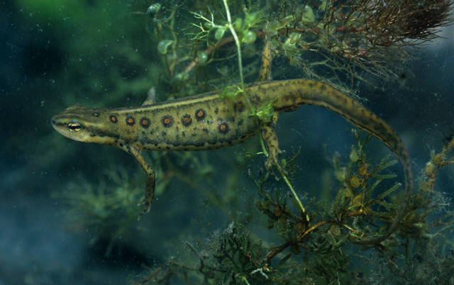 Red Spotted Newt