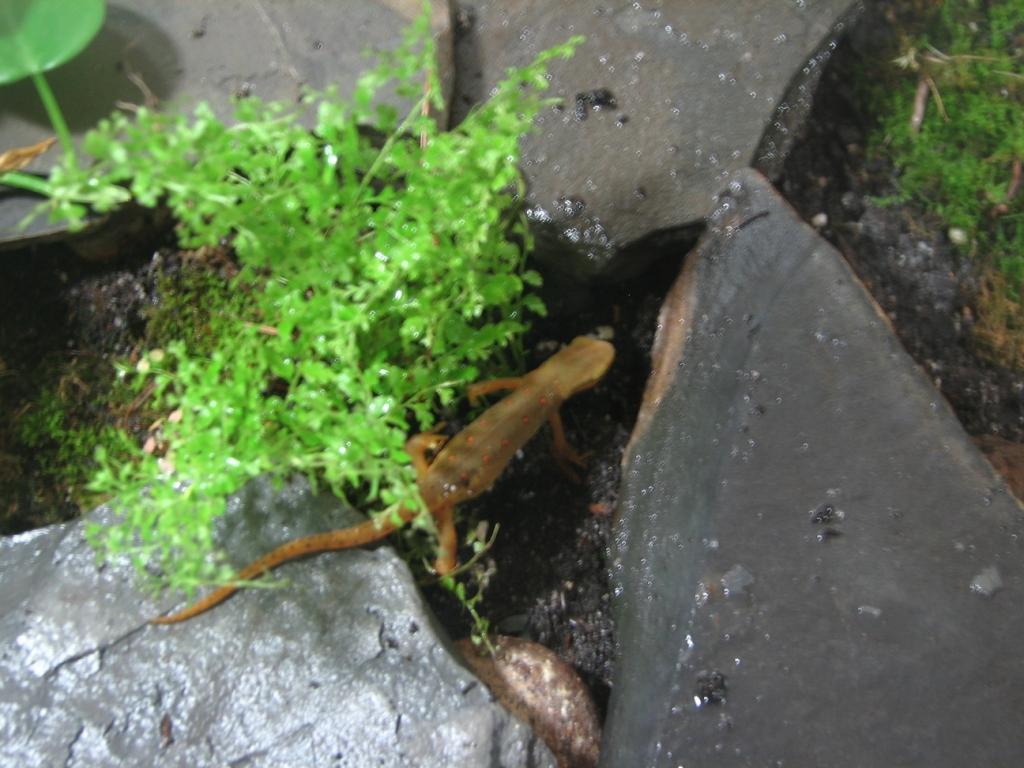 red-spotted newt