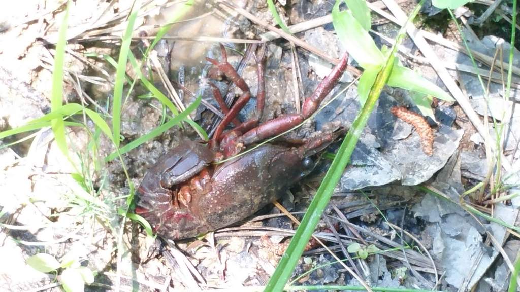 Red swamp crayfish. Beached, but alive. After photographing it, I promptly moved it back into the water