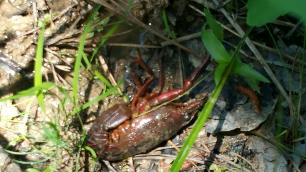 Red swamp crayfish. Same individual as the last photo