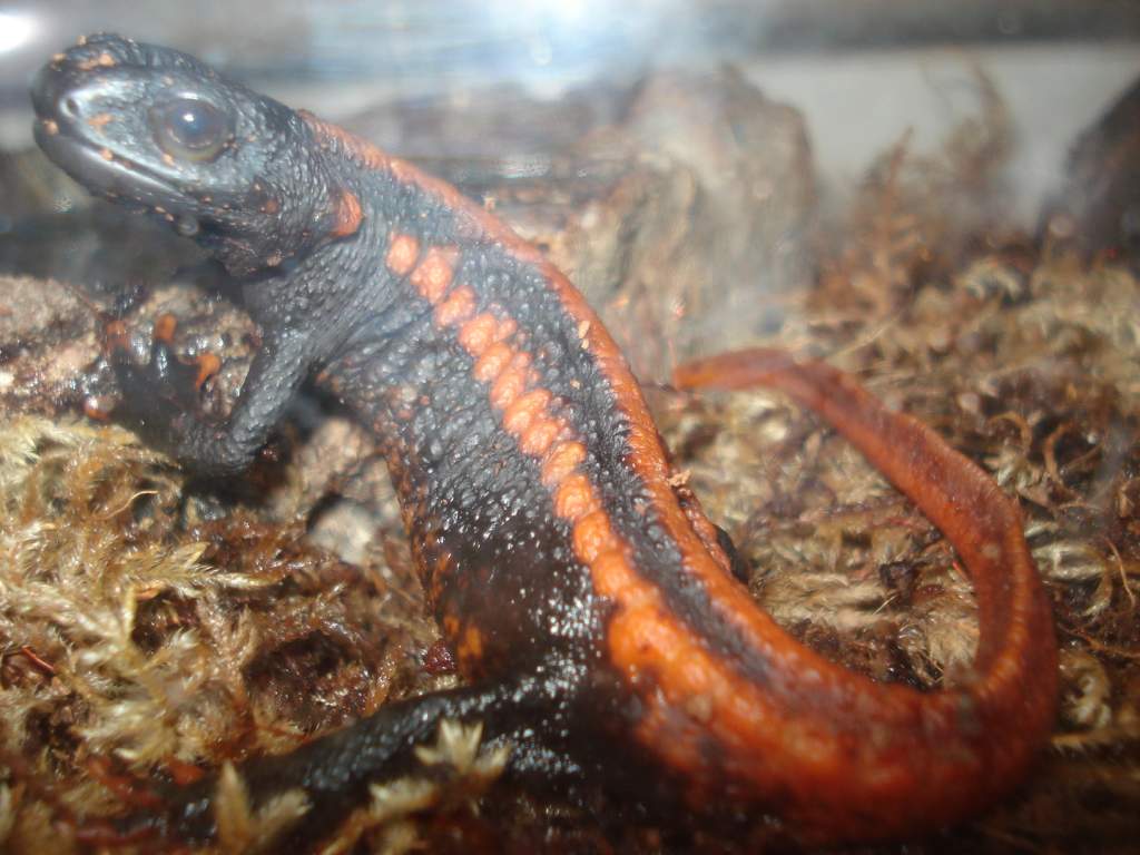 Red Tail Knobby Newt