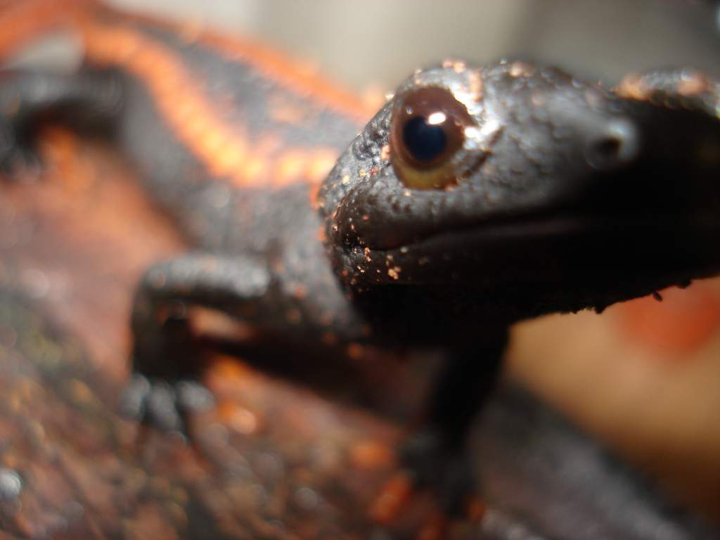 Red Tail Knobby Newt