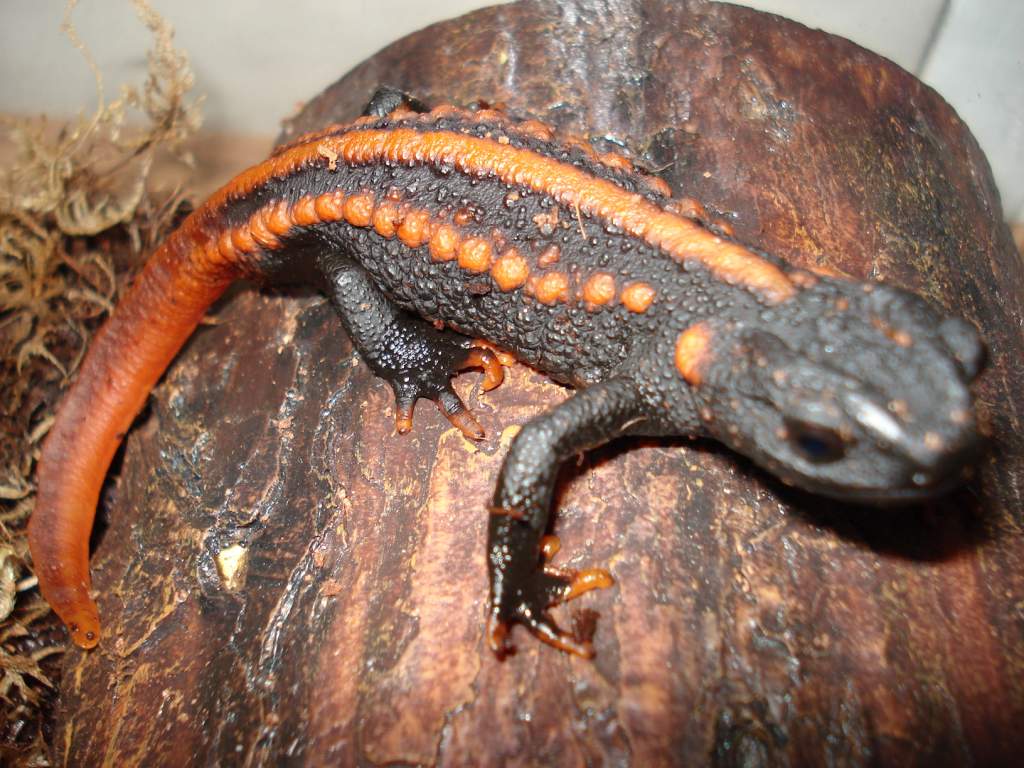 Red Tail Knobby Newt