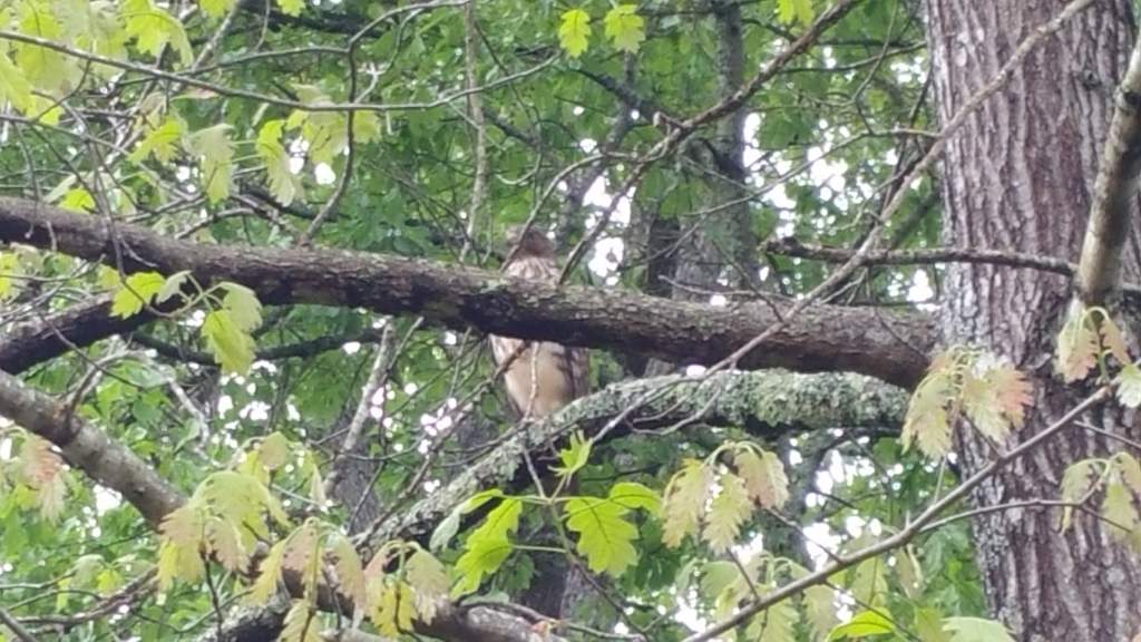 Red tailed hawk. Seen before flying off in search of prey