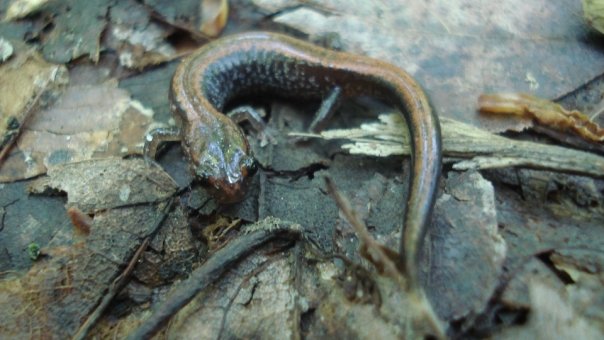 Redback Salamander- Bergen County, NJ