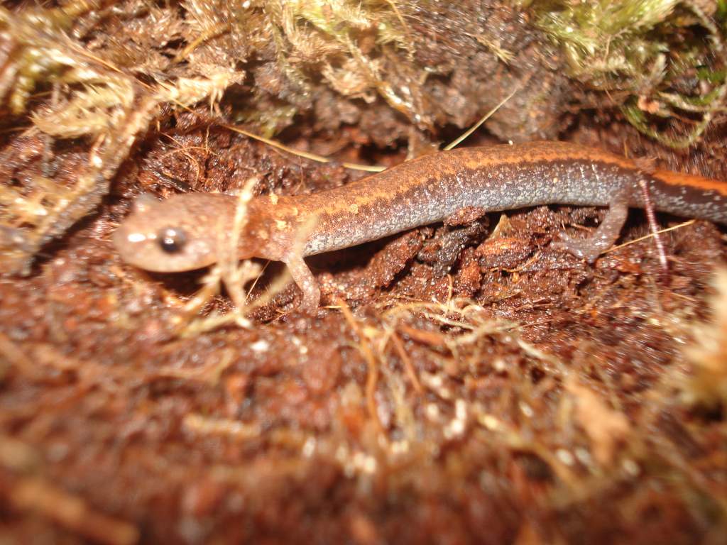 Redback Salamander