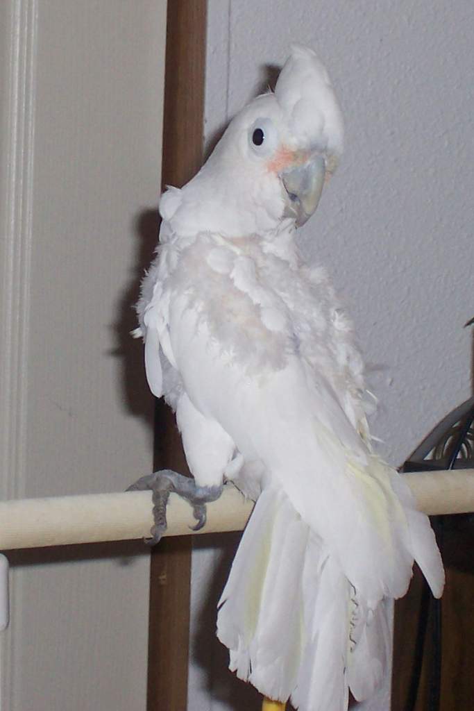 Rescued Goffin Cockatoo