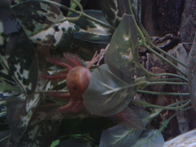 Resting on leaf