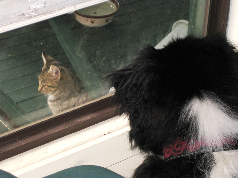 Rex obsessed by the kitten next door...