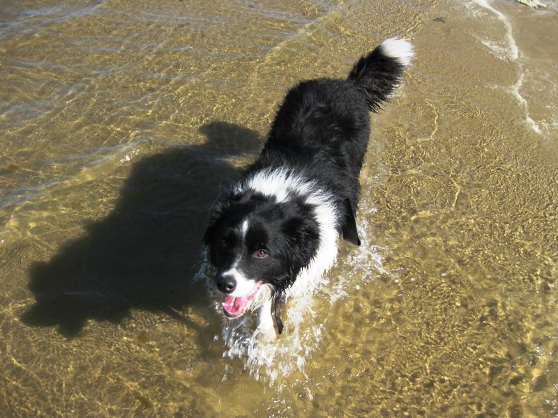 Rex really does love the water.