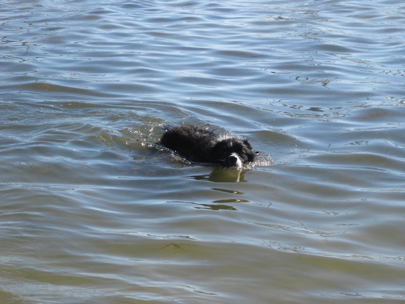 Rex swimming.