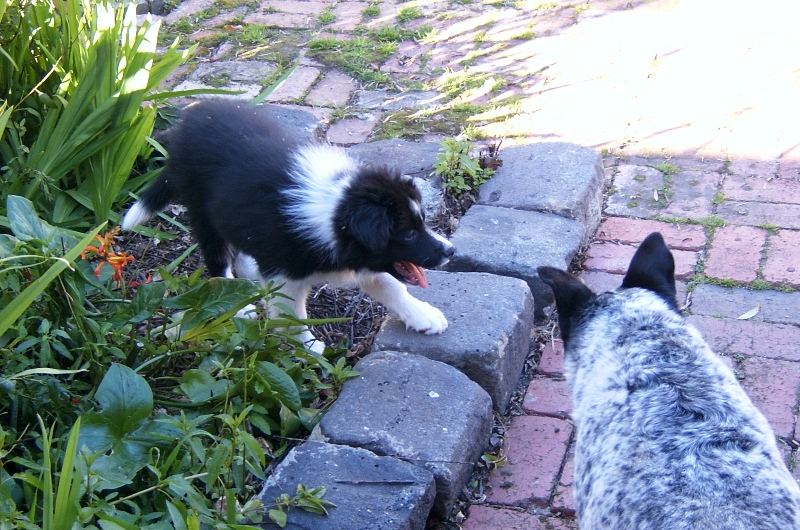 Rex's first glance at the veggie patch. Healthy food is so scary...