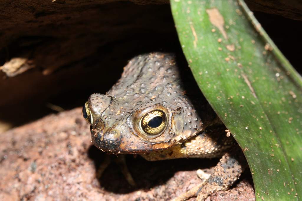 Rhinella/Bufo humboldti