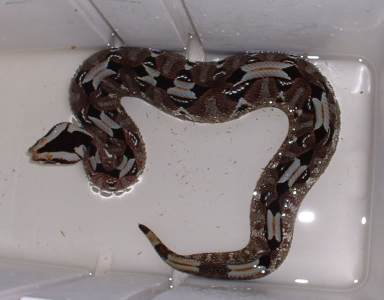 Rhino viper at bathtime