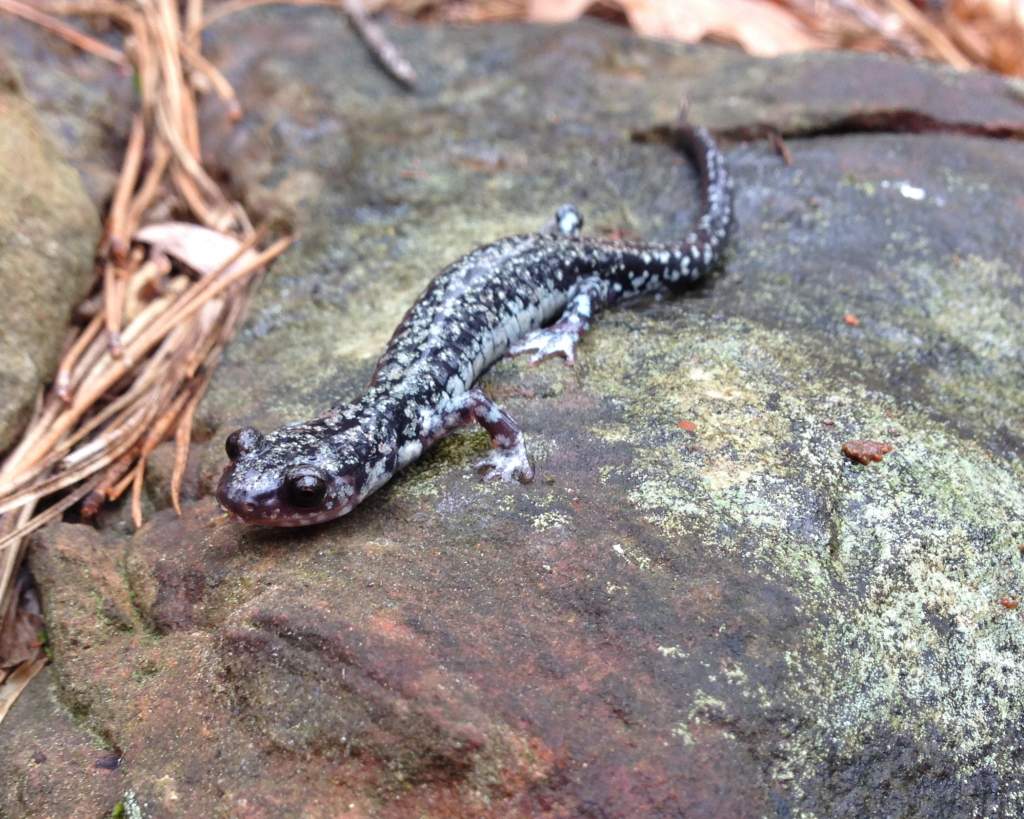 Rich Mountain Salamander (Plethodon ouachitae), brassy phase