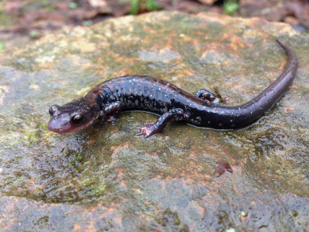 Rich Mountain Salamander (Plethodon ouachitae), chestnut phase