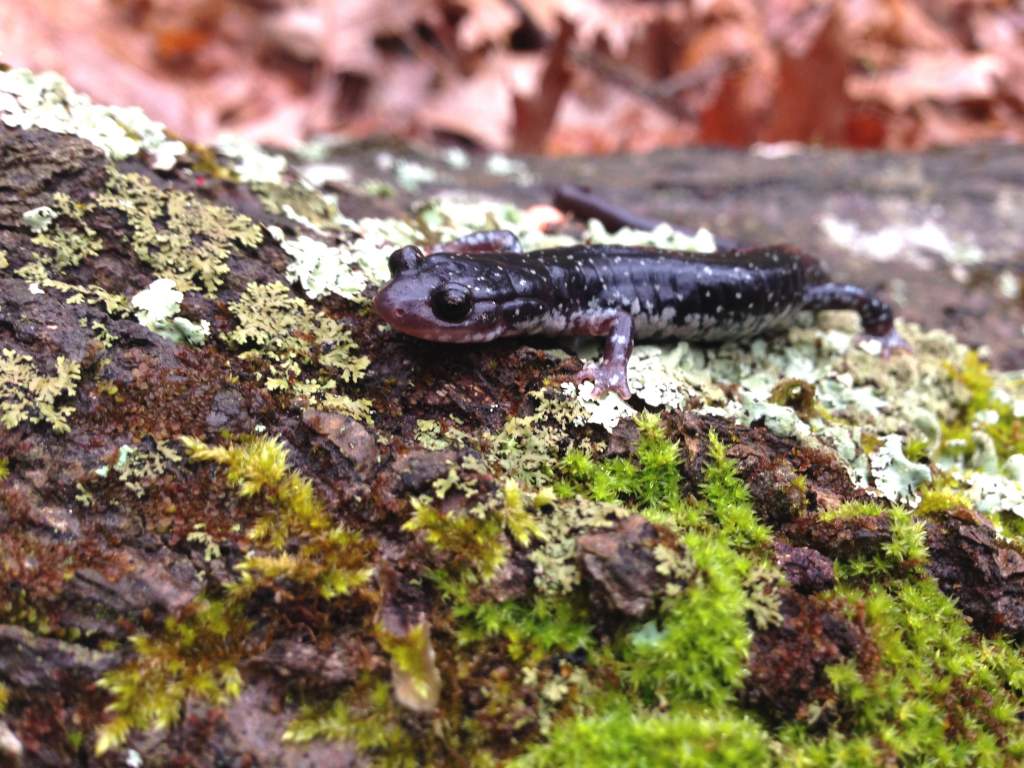 Rich Mountain Salamander (Plethodon ouachitae), dark phase