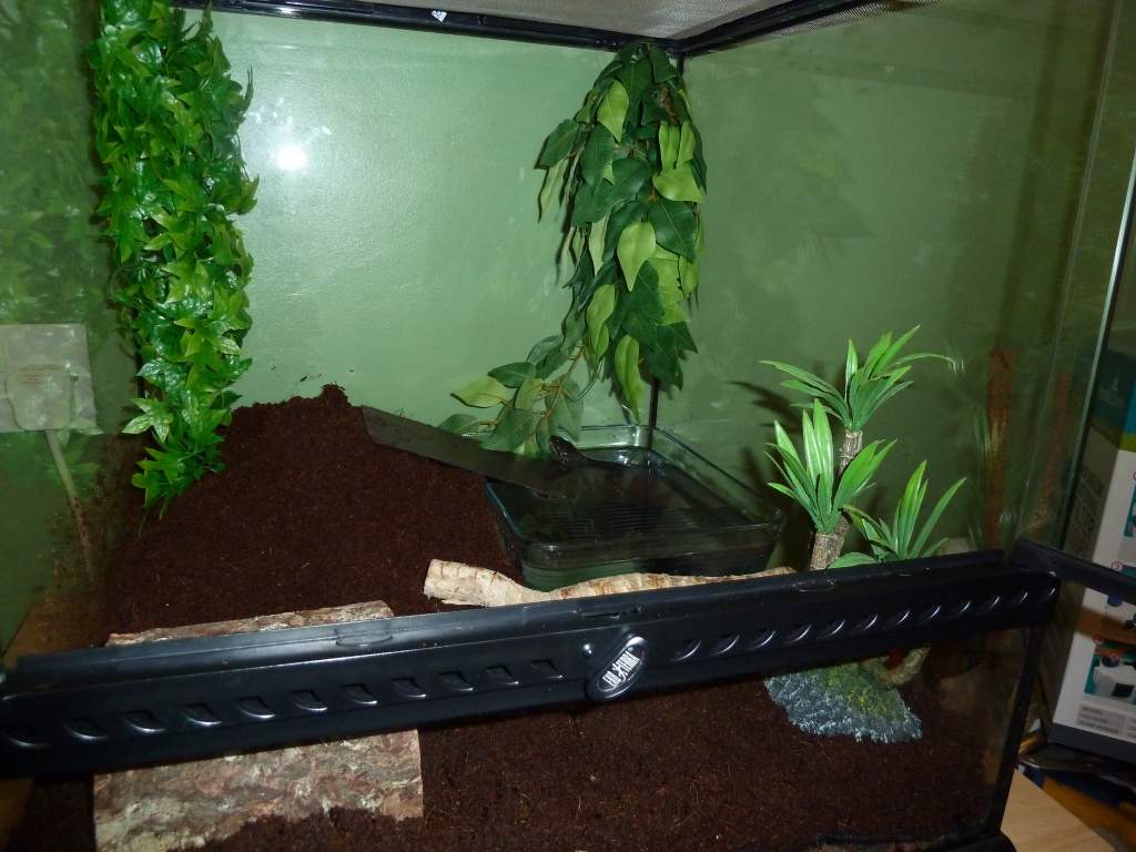 Rico's new vivarium