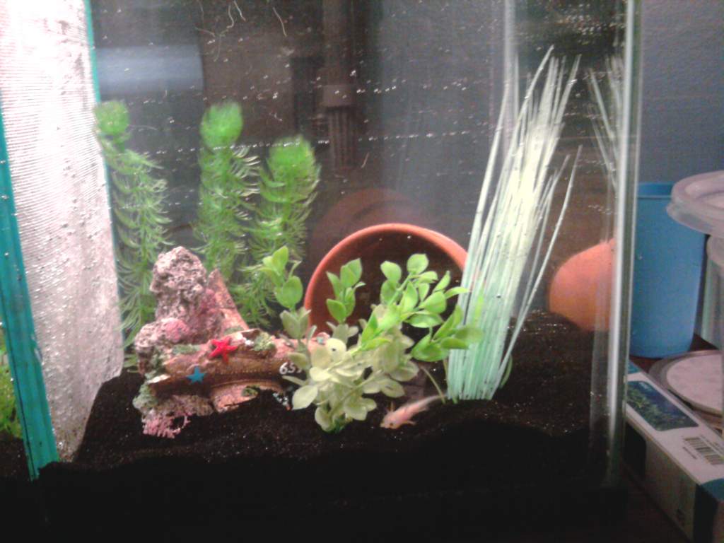 Right side of tank, for the leucistic GFP axolotl