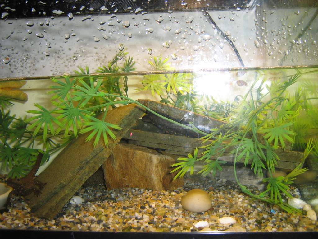 right side of tank