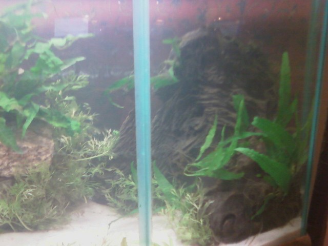 Right side of the tank.