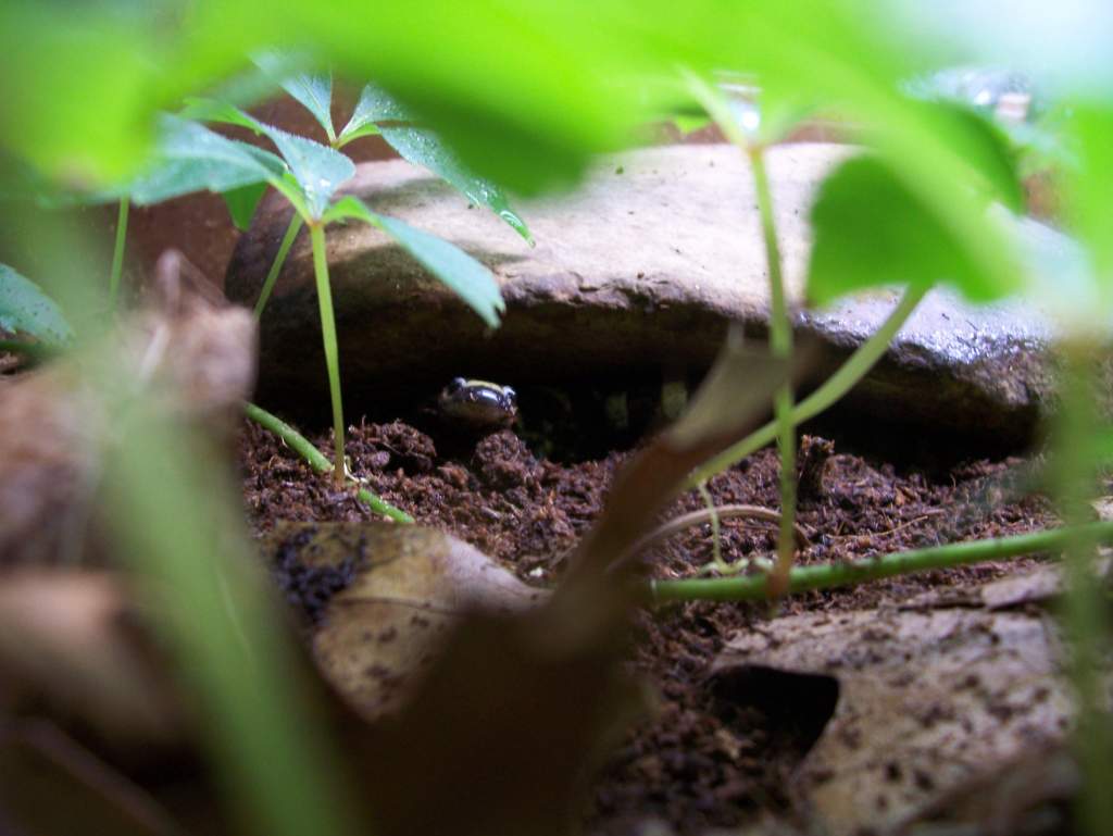 Ringed salamander peeking out as night approaches.