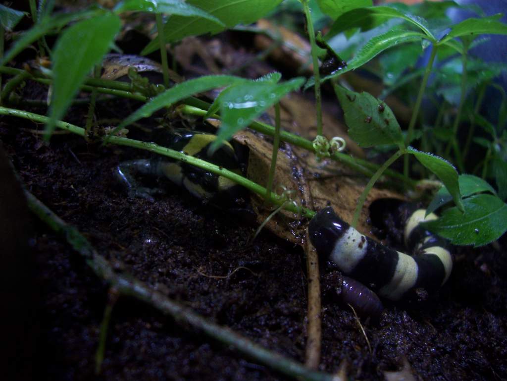 Ringed salamander