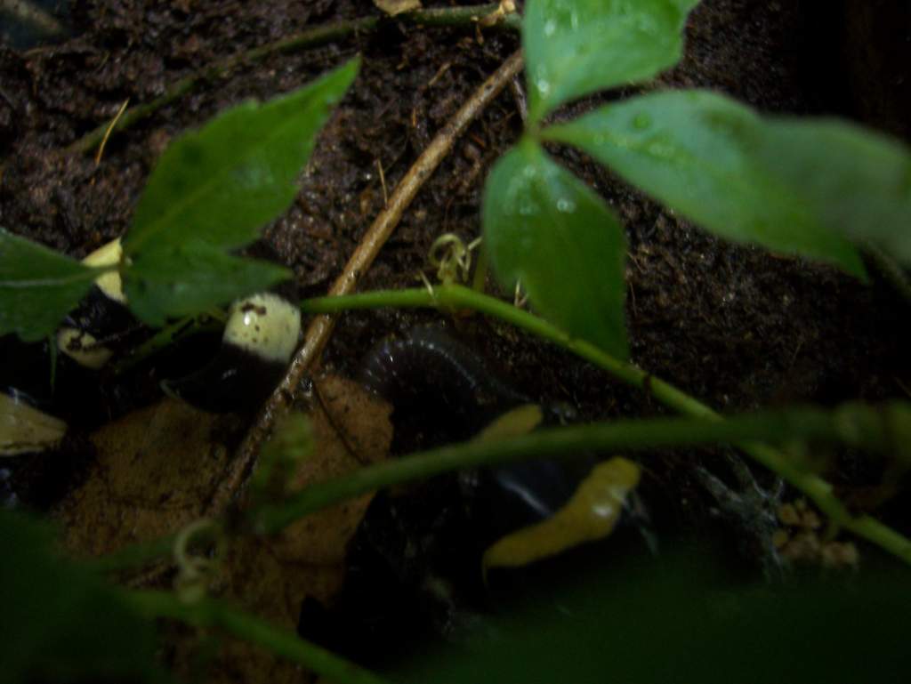 Ringed salamander