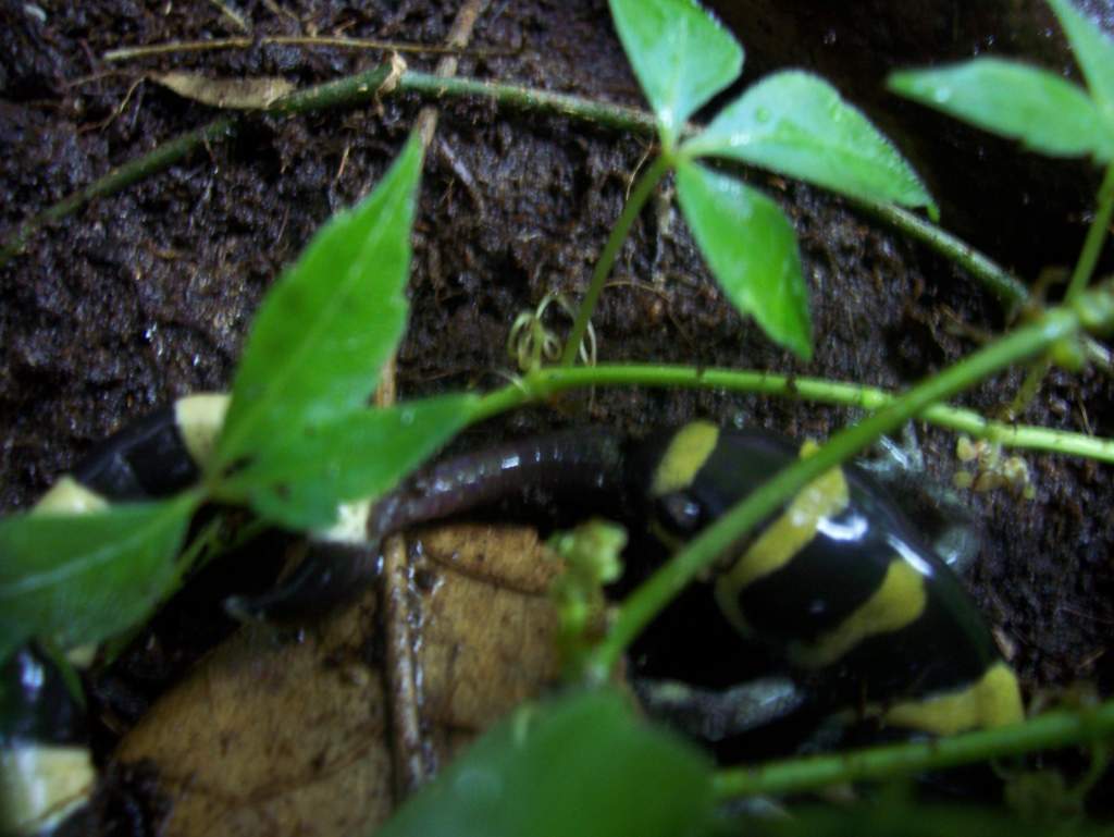 Ringed salamander