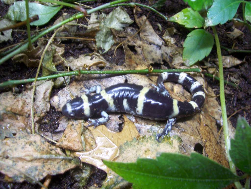 Ringed salamander