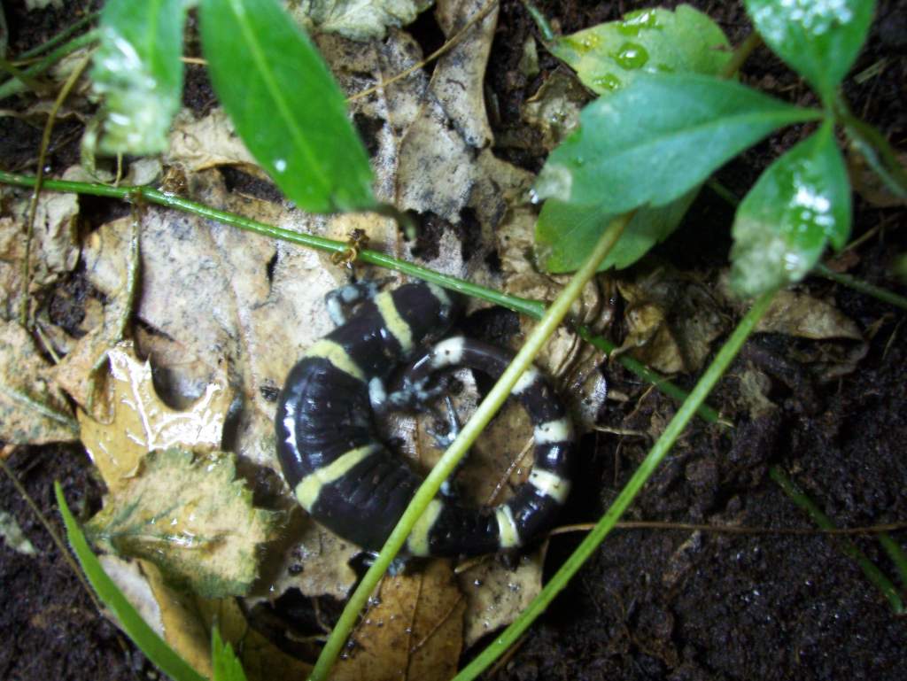 Ringed salamander