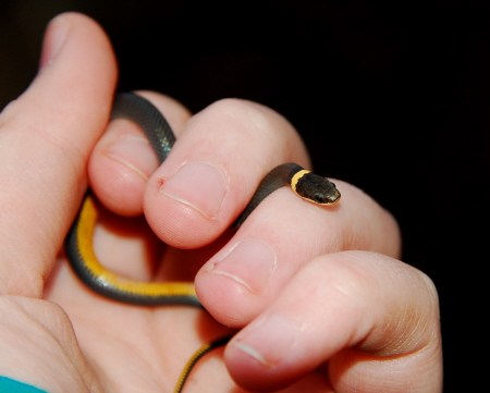 Ringneck snake (please ignore my dirty fingernails, it was 1am).