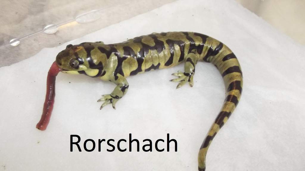 Rorschach, male