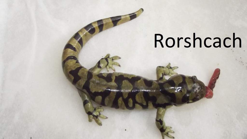 Rorschach, male