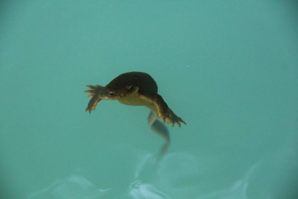 Rough-skinned Newt, Alder Lake