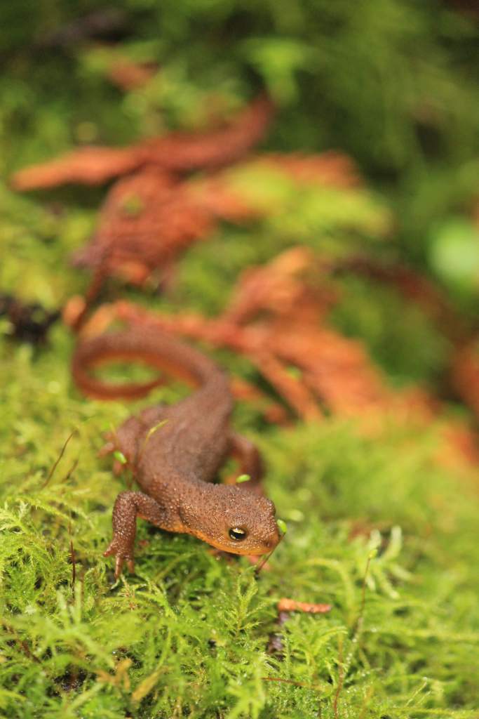 Rough-skinned Newt, Dungeness Spit