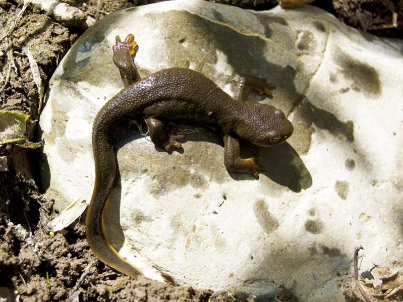 Rough-skinned Newt (Taricha granulosa)