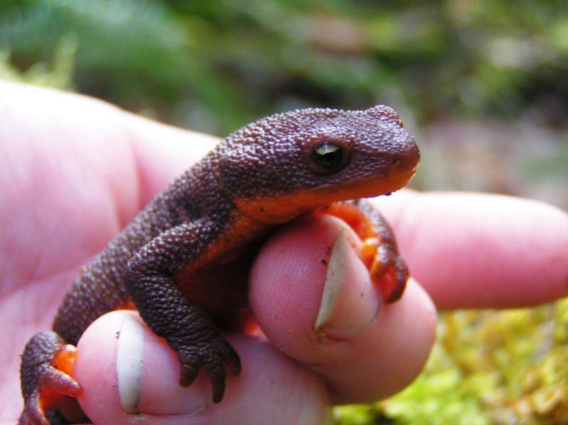 Rough-skinned Newt (Taricha granulosa)