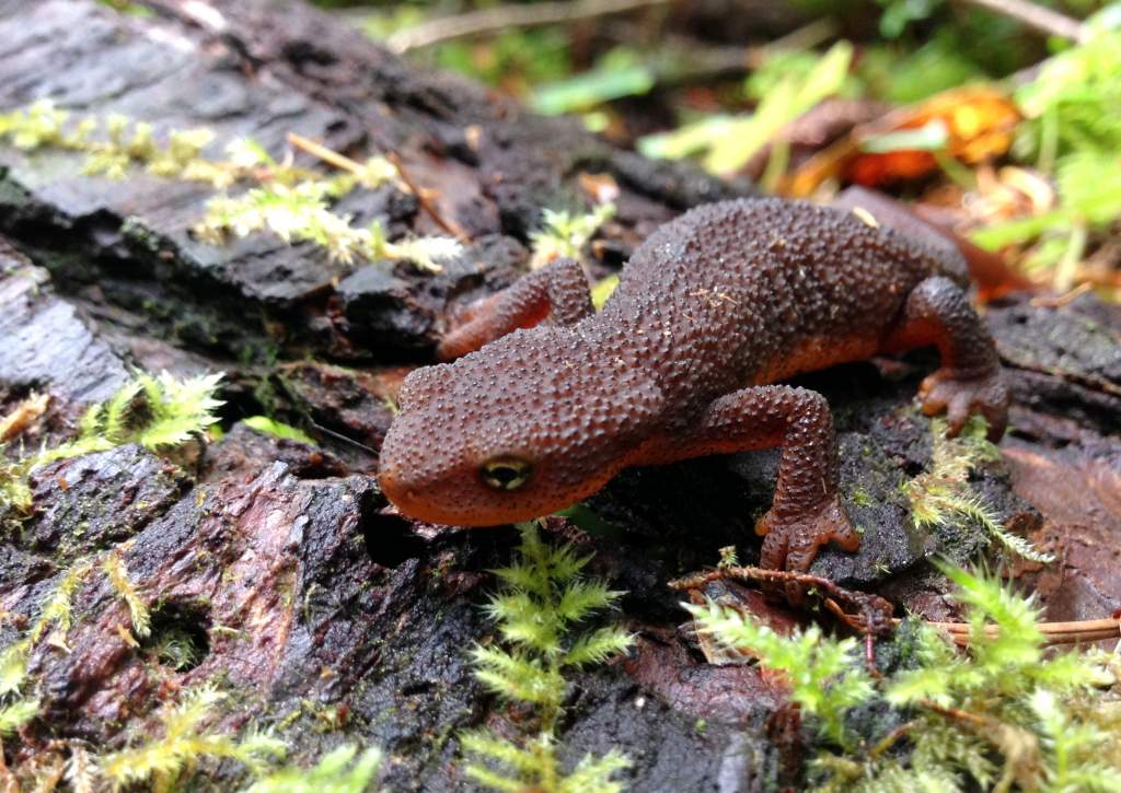 Rough-skinned Newt (Taricha granulosa)