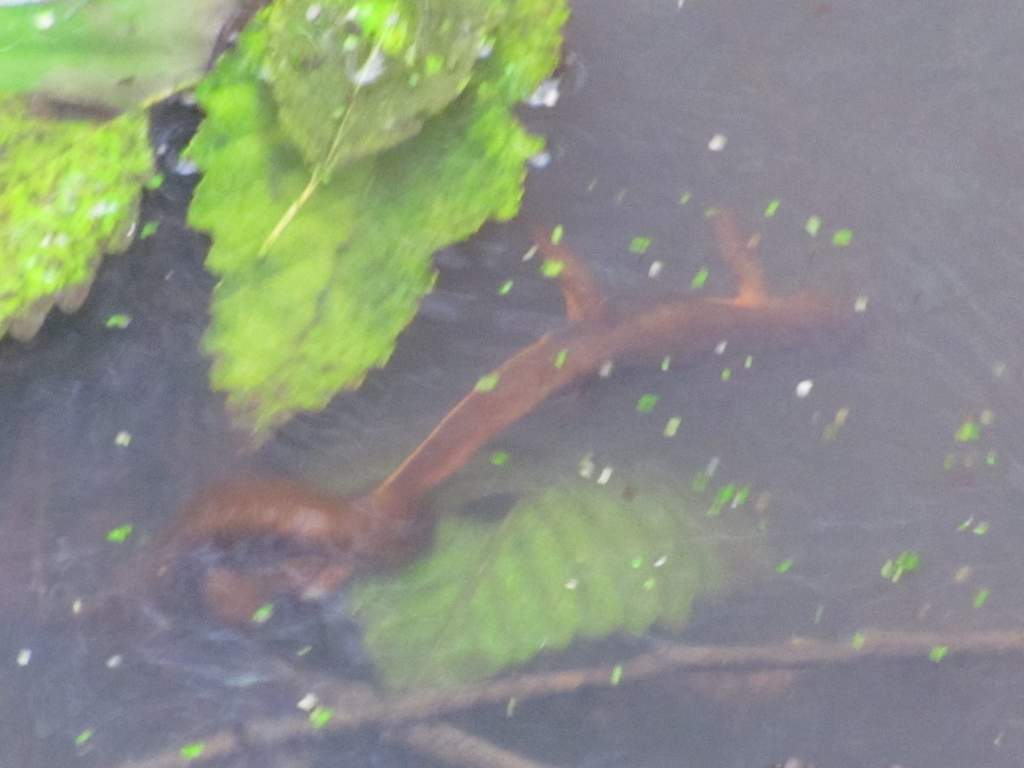 Rough-skinned Newts