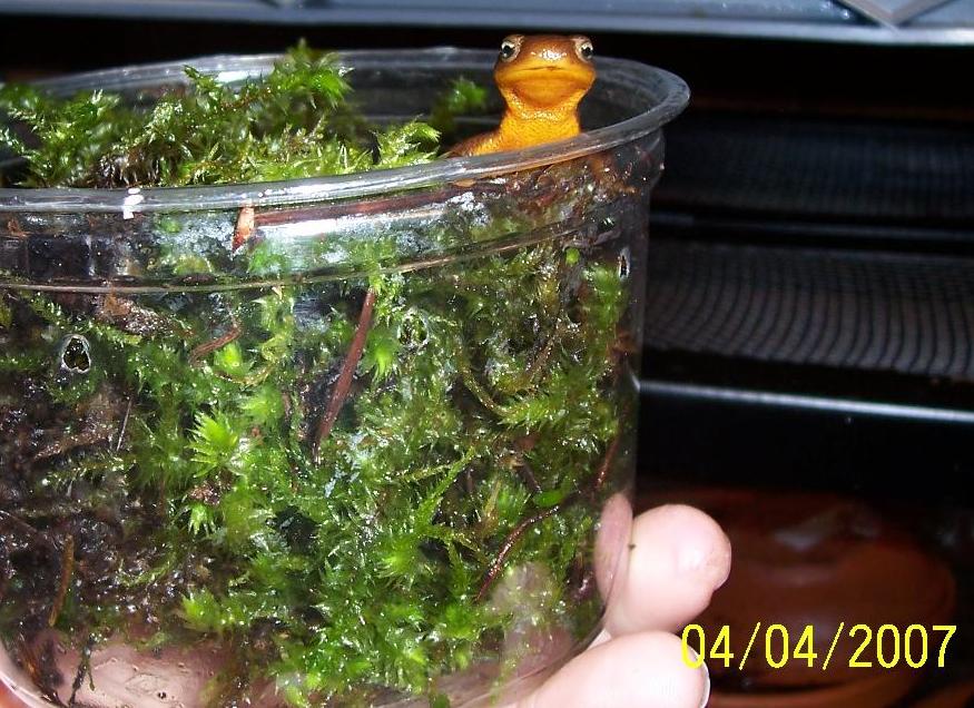 RoughSKinnedNewt